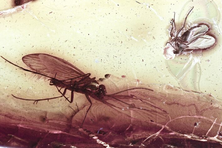 Detailed Fossil Caddisfly, Fungus Gnat, and True Midge In Baltic Amber #335842